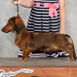 Dachshund puppies from Foley Dachshunds