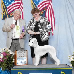 Lily - Bedlington Terrier