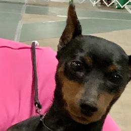 Maybelline - Miniature Pinscher