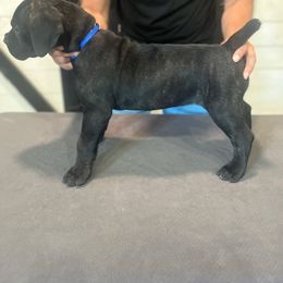 Blue Collar Boy - Black brindle male Cane Corso puppy in Beaver Crossing, Nebraska from Blue River Cane Corso