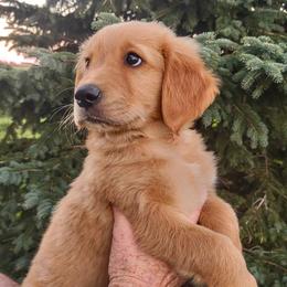 Boy 5 - Golden Golden Retriever puppy in Grand Meadow, Minnesota from Root River Retrievers