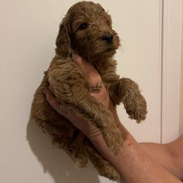 Double Doodle, Goldendoodle, Labradoodle, and Poodle Puppies from Amore Doodles & Poodles