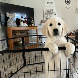 Pink Show Champion European Bloodlines - Golden Retriever puppy from Golden Hearts Ranch English Cream Retrievers
