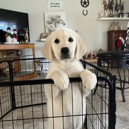 Pink Show Champion European Bloodlines - Golden Retriever puppy from Golden Hearts Ranch English Cream Retrievers