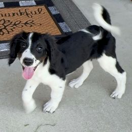 Frappe (Teal) - Tri-color male Bernedoodle puppy in Rockwall, Texas from Glory Doodles