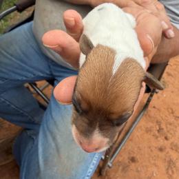 Girl 3 - Brown and white female Jack Russell Terrier puppy in Maysville, Oklahoma from MO’s Jack Russells