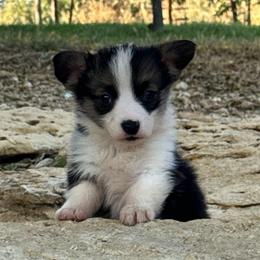 Tri Female - Black and tan female Pembroke Welsh Corgi puppy in Stephenville, Texas from Rising JM Pembrokes
