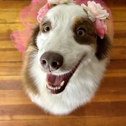 Malibu - Red tri-color female Australian Shepherd puppy in West Union, Iowa from Boundless Hearts Australian Shepherds LLC