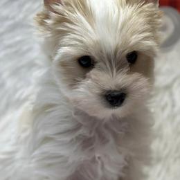 Yorkshire Terriers from Big Sky Yorkies