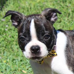 Tommy - Brindle and white male Boston Terrier puppy in Brooksville, Florida from I Love Pups