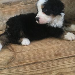 Bernese Mountain Dog Puppies from D’S Bernese Mountain Dogs