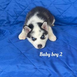 Baby boy 2 - Black and white male Siberian Husky puppy in Ocala, Florida from Florida Husky Puppies