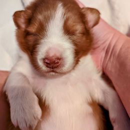Australian Shepherd Puppies from Ocean Cliff Aussies