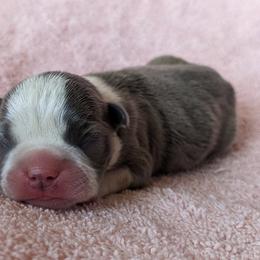 Juniper - Blue female Boston Terrier puppy in Perry, Oklahoma from Sitsler Bostons