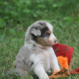 Border Collie, English Setter, and Miniature American Shepherd Puppies from First Harmony Farms