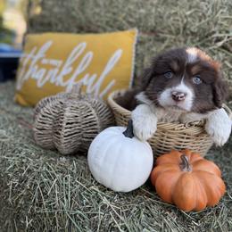 Australian Shepherd Puppies from Zermeno Ranch