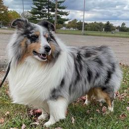 Magnum - Shetland Sheepdog