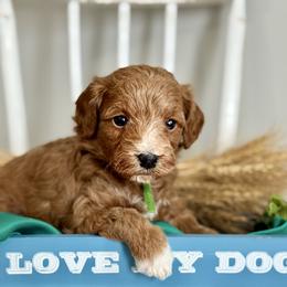 Green - Red  male Goldendoodle puppy in Hesperia, Michigan from Red Acres Poodles & Doodles