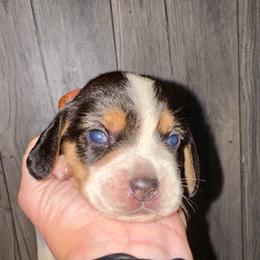 Galadriel - Black and tan female Beagle puppy in Viper, Kentucky from Mountain Top