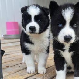 Huron - Black and white male Siberian Husky puppy in Addison, Michigan from Gray Run Siberian Huskies