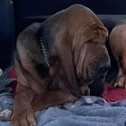 Astrid - Bloodhound