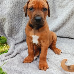 Rhodesian Ridgeback Puppies from Country View Ridgebacks