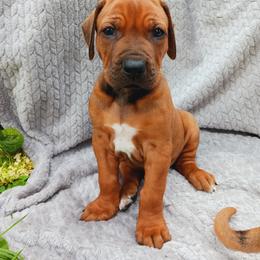 Rhodesian Ridgeback Puppies from Country View Ridgebacks