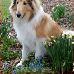 Collie Puppies from Miles Collies
