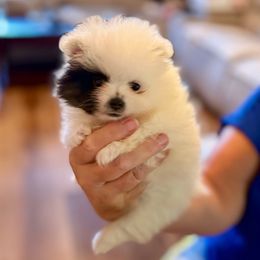 Anna - Black parti female Pomeranian puppy in Gilmer, Texas from Fairchild Fancy Pomeranians and Coachella Pomeranians