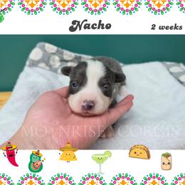 Nacho - Gray and white male American Corgi puppy in Mansfield, Ohio from Moonrise corgis