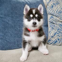 Red Collar - Black and white male Pomsky puppy in St. Peters, Missouri from Saint Peters Pomskies