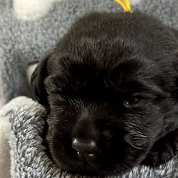 Girl 4 - Labrador Retriever puppy from SoFlo Labradors