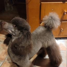 Journey - Poodle