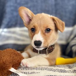American Corgis and Pembroke Welsh Corgis from Fay River Farm Corgis