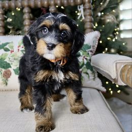 Lassie - Tri-color male Bernedoodle puppy in Murray, Utah from Sun Valley Doodles