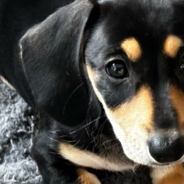 Reba - Dachshund puppy from Empire's Dachshunds