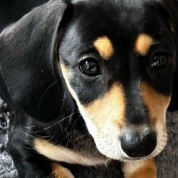 Reba - Dachshund puppy from Empire's Dachshunds