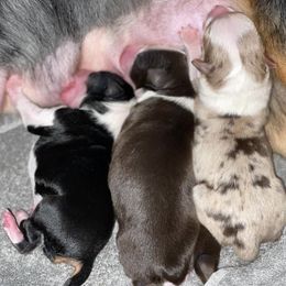 "July 17,2021" Australian Shepherd Puppies from WigglyButts Aussies LLC