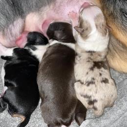 "July 17,2021" Australian Shepherd Puppies from WigglyButts Aussies LLC