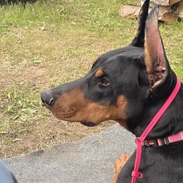 Doberman Pinschers from Capsaicin's Kennel