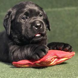 Labrador Retriever Puppies from Black Mountain Service Dogs
