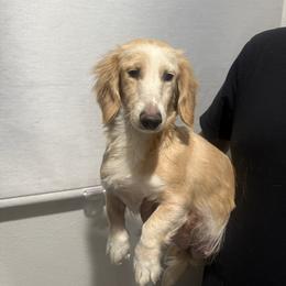Galaxy - Dachshund