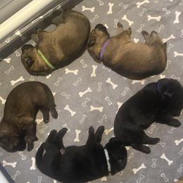 Boy 1 - male German Shepherd puppy in Worcester, Massachusetts from Alta Concordia German Shepherds