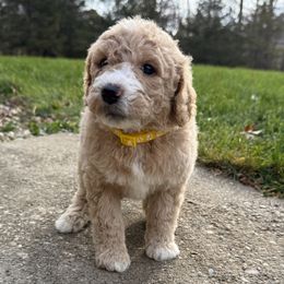 Owl - Yellow - Red  male Goldendoodle puppy in Kent City, Michigan from Hannah Mae Doodles