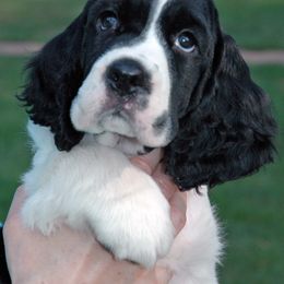 English Springer Spaniel Puppies from Brendael Springer Spaniels