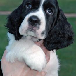 English Springer Spaniel Puppies from Brendael Springer Spaniels