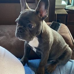 French Bulldogs from Tami's Frenchies