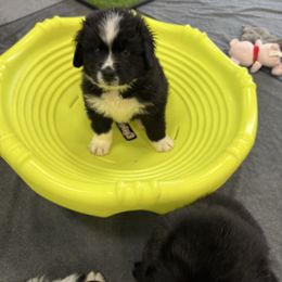 Archie - White and black male Newfoundland puppy in Goodhue, Minnesota from Claypits Newfoundlands
