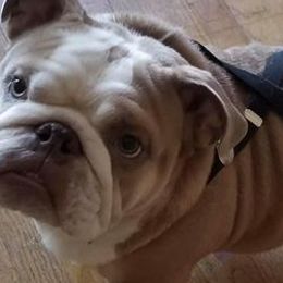 Bulldogs and French Bulldogs from Breeding Timing