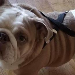 Bulldogs and French Bulldogs from Breeding Timing